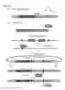 Fig. 09 - ETS factors regulate neural stem cell depletion and gliogenesis in Ras pathway glioma