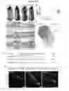 Fig. 02 - METHODS AND COMPOSITIONS FOR PROMOTING HAIR GROWTH