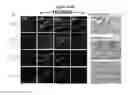 Fig. 10 - METHODS AND COMPOSITIONS FOR PROMOTING HAIR GROWTH