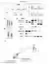Fig. 15 - METHODS AND COMPOSITIONS FOR PROMOTING HAIR GROWTH