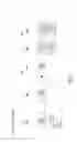 Fig. 15 - Methods and compositions for the specific inhibition of glycolate oxidase (HAO1) by double-stranded RNA
