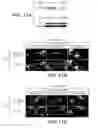 Fig. 29 - USP30 INHIBITORS AND METHODS OF USE
