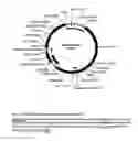 Fig. 01 - Replicative minicircle vectors with improved expression