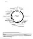 Fig. 02 - Replicative minicircle vectors with improved expression