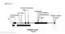 Fig. 03 - Replicative minicircle vectors with improved expression