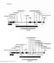 Fig. 04 - Replicative minicircle vectors with improved expression