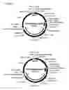 Fig. 05 - Replicative minicircle vectors with improved expression
