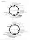Fig. 07 - Replicative minicircle vectors with improved expression