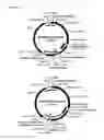 Fig. 08 - Replicative minicircle vectors with improved expression