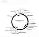 Fig. 10 - Replicative minicircle vectors with improved expression