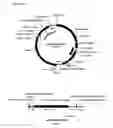 Fig. 14 - Replicative minicircle vectors with improved expression