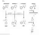 Fig. 02 - METHODS AND COMPOSITIONS FOR REDUCING THE TOBACCO SPECIFIC NITROSAMINE NNK IN TOBACCO