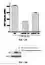 Fig. 19 - HIV pre-immunization and immunotherapy