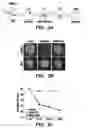 Fig. 06 - METHODS AND COMPOSITIONS TO INCREASE HUMAN SOMATIC CELL NUCLEAR TRANSFER (SCNT) EFFICIENCY BY REMOVING HISTONE H3-LYSINE TRIMETHYLATION, AND DERIVATION OF HUMAN NT-ESC