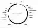 Fig. 01 - Linalool composition and method of producing therefor