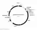 Fig. 03 - Linalool composition and method of producing therefor