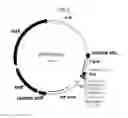Fig. 06 - Linalool composition and method of producing therefor