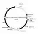 Fig. 09 - Linalool composition and method of producing therefor