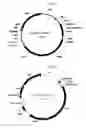 Fig. 02 - Method of producing linalool using a microorganism