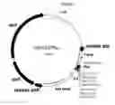 Fig. 06 - Method of producing linalool using a microorganism