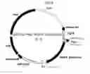Fig. 09 - Method of producing linalool using a microorganism