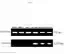 Fig. 47 - Microbial oil extracted from stramenopiles