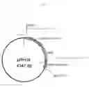 Fig. 55 - Microbial oil extracted from stramenopiles