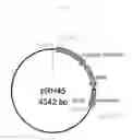 Fig. 57 - Microbial oil extracted from stramenopiles