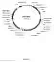 Fig. 07 - Expression of Mammalian Proteins in Pseudomonas Fluorescens