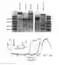 Fig. 09 - NUCLEIC ACID-BASED LINKERS FOR DETECTING AND MEASURING INTERACTIONS