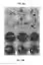 Fig. 40 - Method for generating Retinal Pigment Epithelium (RPE) cells from Induced Pluripotent Stem Cells (IPSCs)