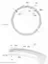 Fig. 06 - Seal Ring