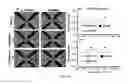 Fig. 09 - METHODS AND SYSTEMS FOR IDENTIFYING A PARTICLE USING DIELECTROPHORESIS
