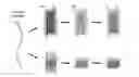 Fig. 01 - Polymer microcolumn for gas or vapor separation, chromatography, and analysis
