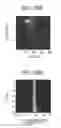 Fig. 19 - Method for measuring immunostimulatory response of immune cell, method for determining ability to form immune synapse in immune cell, and cell analyzer