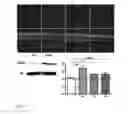 Fig. 09 - NOVEL SLICE CULTURES AND METHODS FOR DIAGNOSING NEURONAL DEGENERATION DISEASES