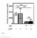 Fig. 17 - NOVEL SLICE CULTURES AND METHODS FOR DIAGNOSING NEURONAL DEGENERATION DISEASES