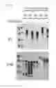 Fig. 30 - GRAM-POSITIVE BACTERIA SPECIFIC BINDING COMPOUNDS