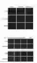 Fig. 09 - Method for producing antigen specific monoclonal antibody