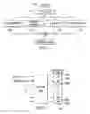 Fig. 02 - OPIATE REDUCTION TREATMENT SYSTEM