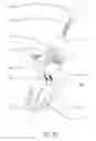 Fig. 08 - CABLE FOR LAMP STRING