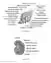 Fig. 87 - Methods for analyzing a tissue sample