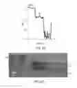 Fig. 07 - Wafer-scale synthesis of large-area black phosphorus material heterostructures