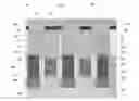 Fig. 01 - FinFET device
