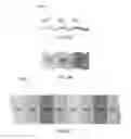 Fig. 07 - Peo-based graft copolymers with pendant fluorinated groups for use as electrolytes