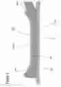 Fig. 08 - Production method for terminal-equipped electrical wire, crimp tool, and terminal-equipped electrical wire