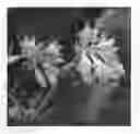 Fig. 01 - Hosta plant named 'Waterslide'