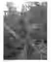 Fig. 01 - Hemp cultivar TM1