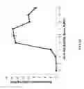 Fig. 23 - Transgenic plants producing glucanase