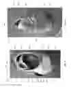 Fig. 07 - Article of footwear having a heel fixing system
